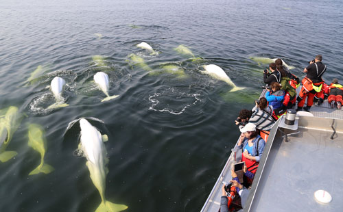 belugas