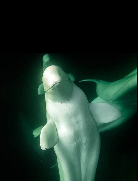 beluga