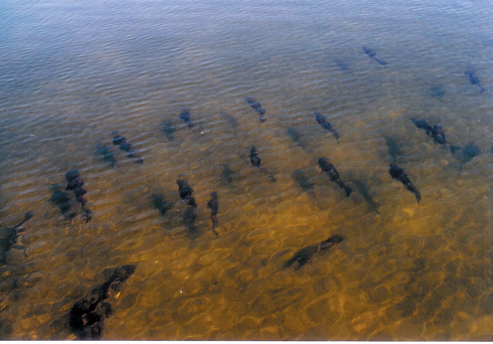 cluster of large fish swimming in shallow water