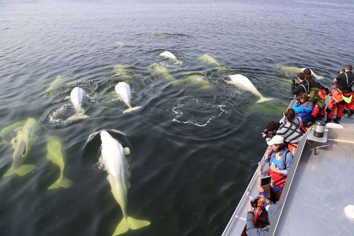 Overhead view of belugas swimming next to a boat with people watching