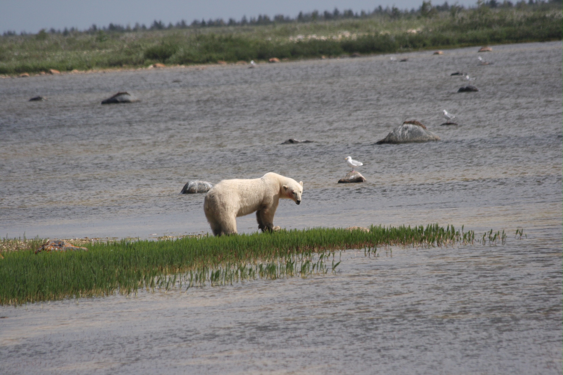 landscape image of a polar bear standing on a small piece of land surrounded by water