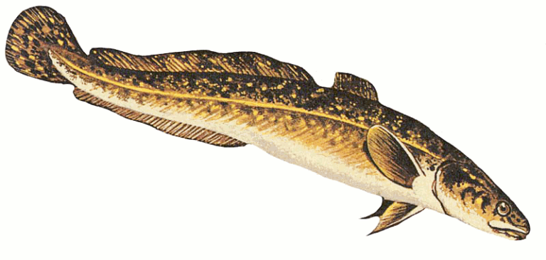 clipart of a burbot fish