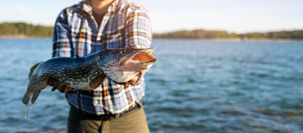 Torso of a man in a plaid shirt holding a large , open mouthed northern pike with a lake in the background.